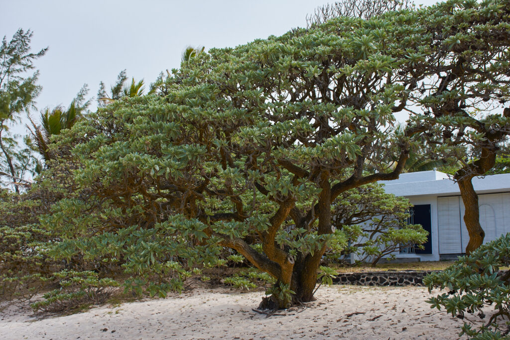 Heliotropium arboreum - Maurice
