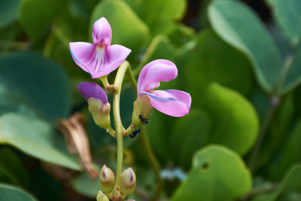 Canavalia rosea - Maurice