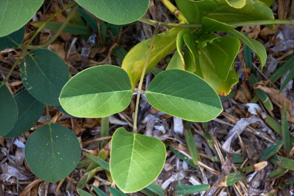 Canavalia rosea - Maurice