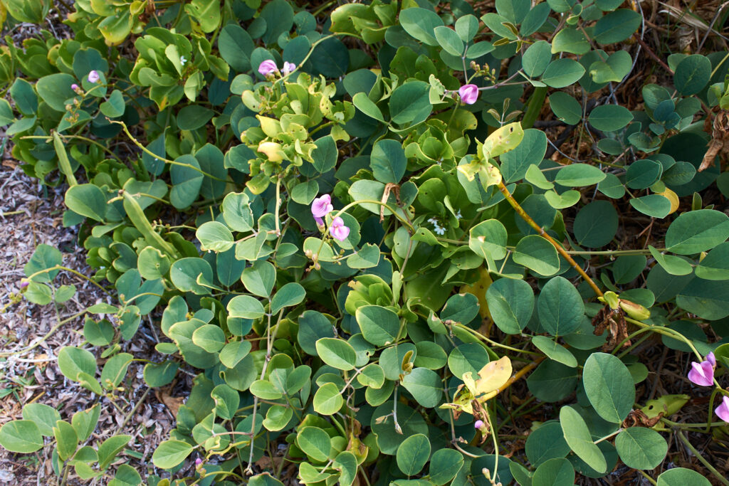 Canavalia rosea - Maurice