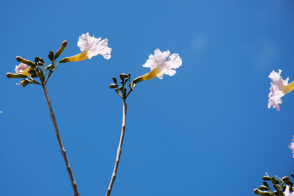 Tabebuia pallida - Maurice