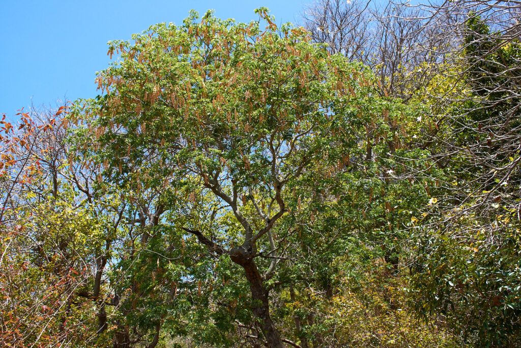 Albizia lebbeck - Maurice