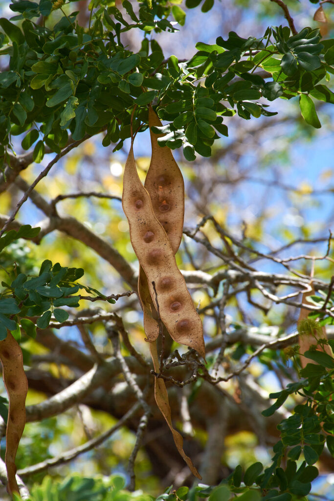 Albizia lebbeck - Maurice