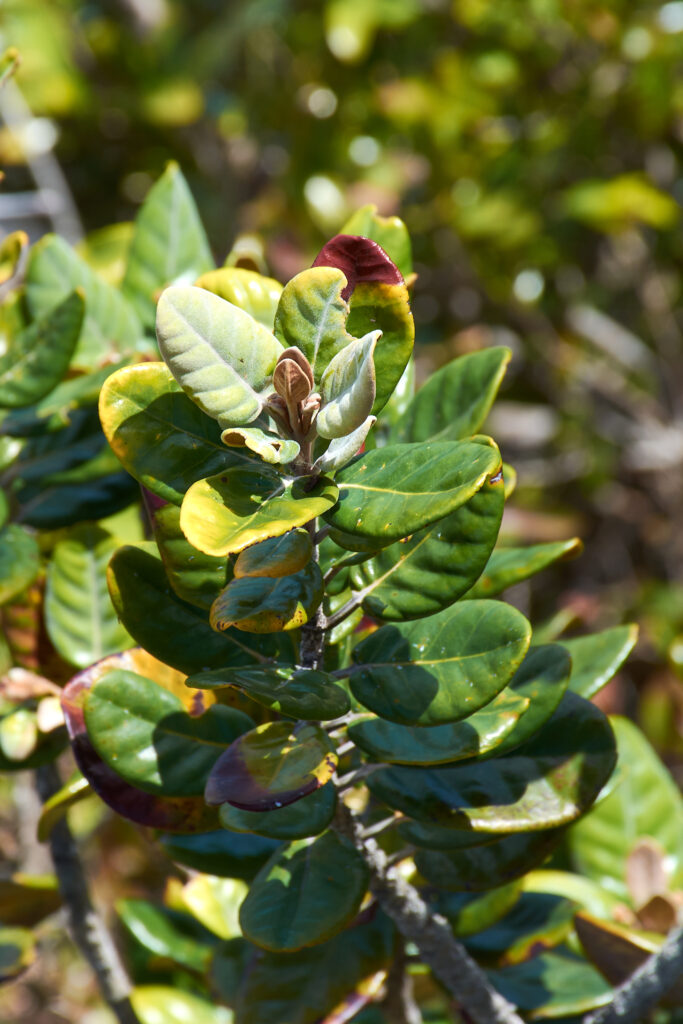 Eugenia tinifolia - Maurice