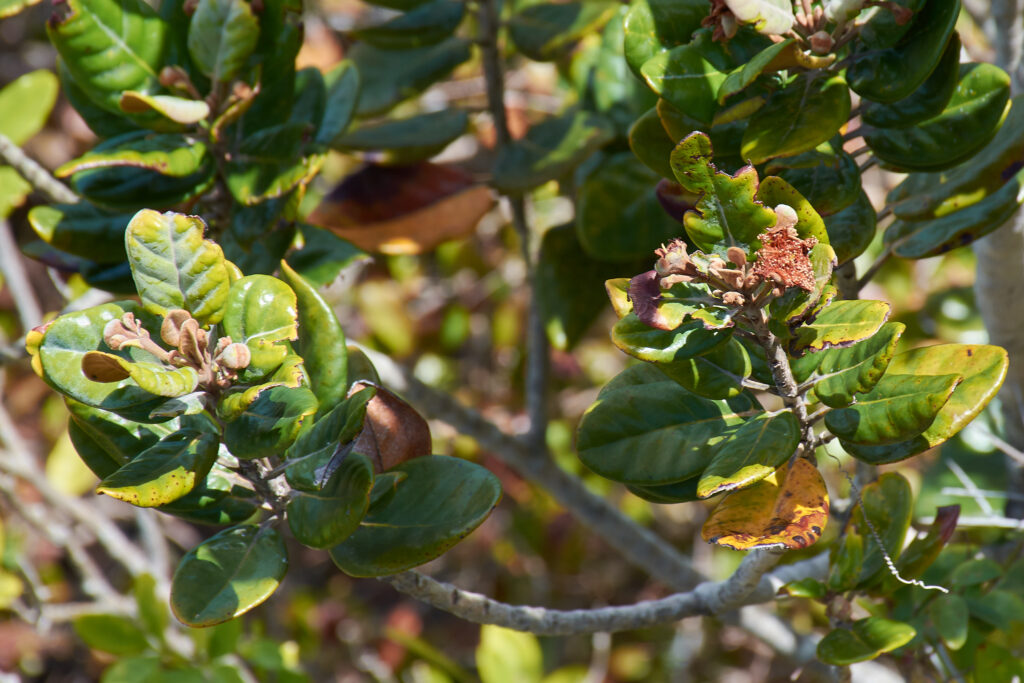 Eugenia tinifolia - Maurice