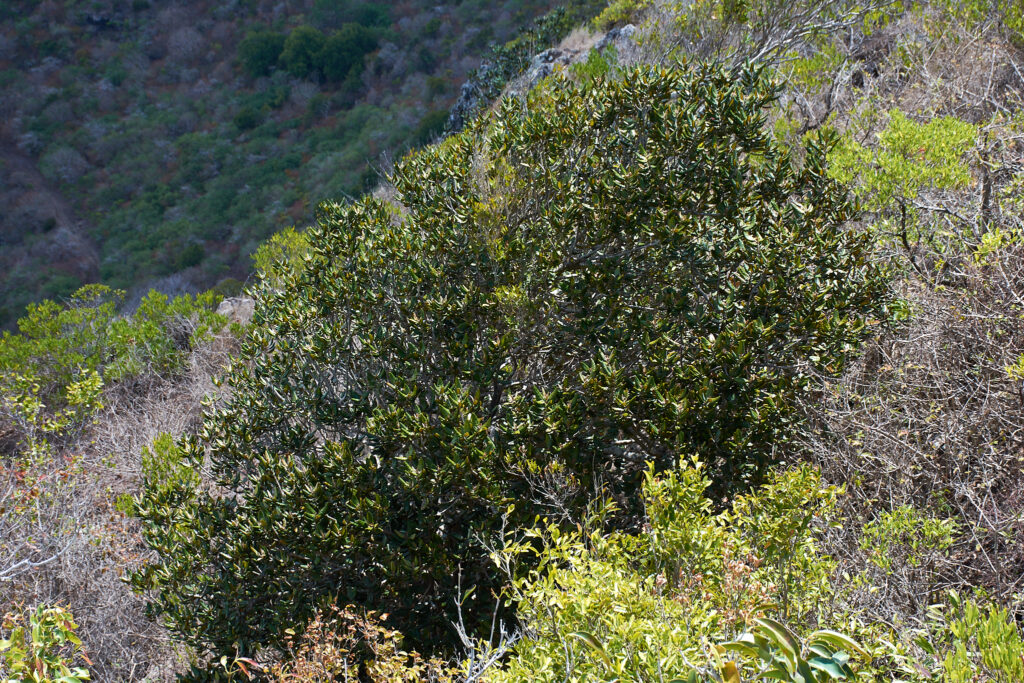 Eugenia tinifolia - Maurice
