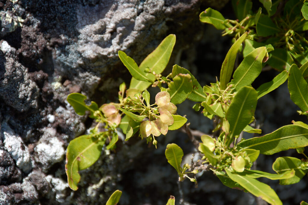 Dodonaea viscosa - Maurice