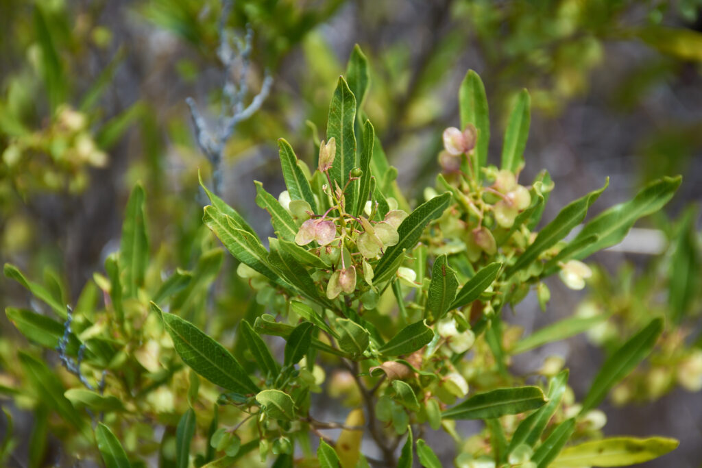 Dodonaea viscosa - Maurice
