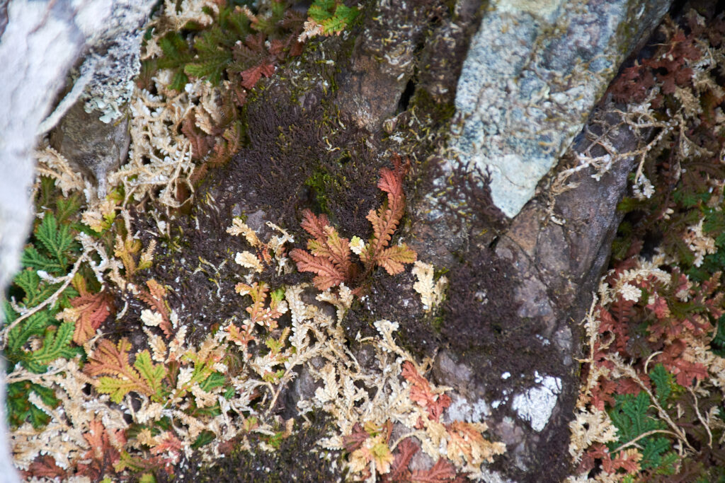 Selaginella viridula - Maurice