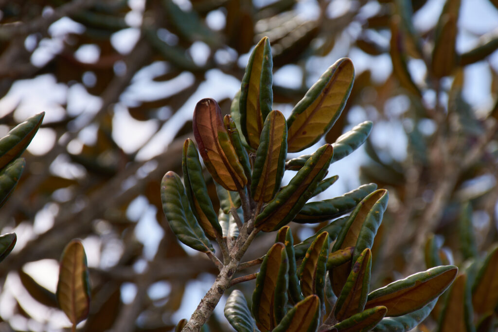 Eugenia tinifolia - Maurice