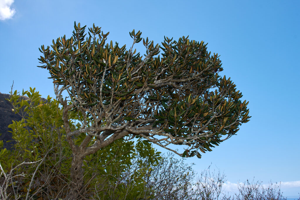 Eugenia tinifolia - Maurice