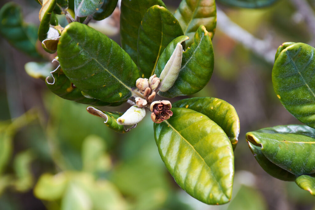 Eugenia tinifolia - Maurice