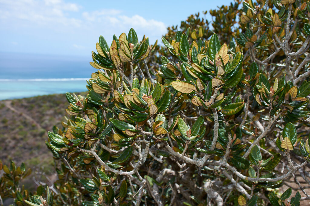 Eugenia tinifolia - Maurice