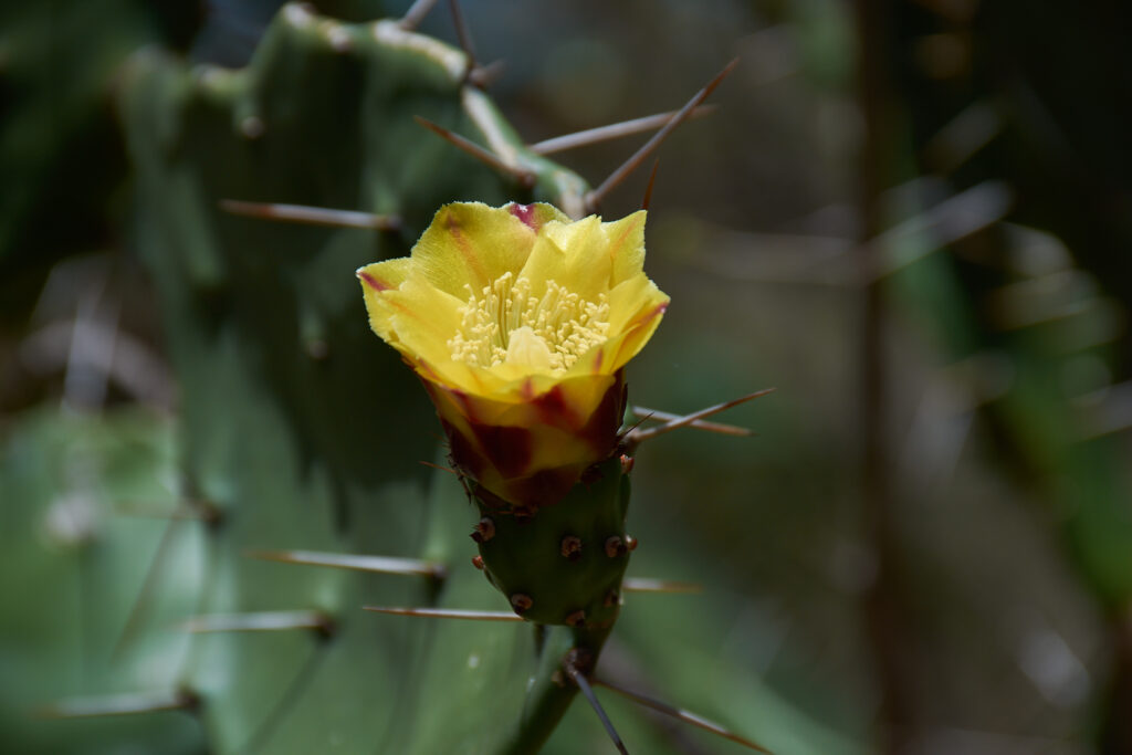 Opuntia monacantha - Maurice