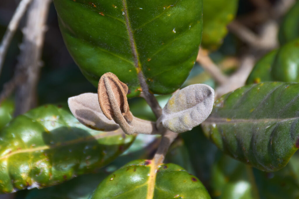 Eugenia tinifolia - Maurice
