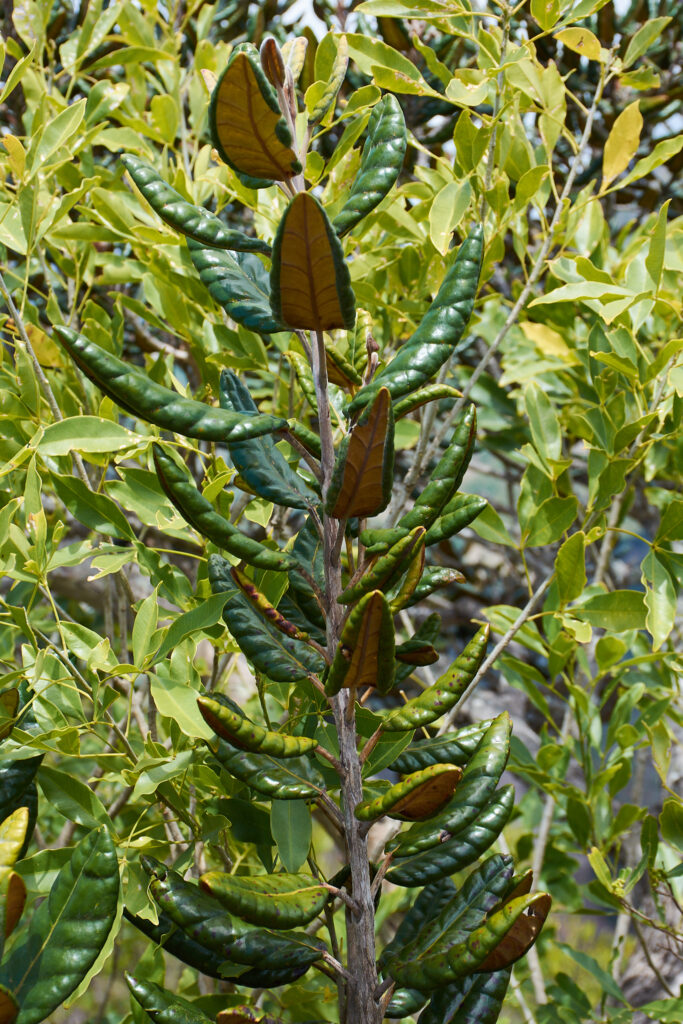 Eugenia tinifolia - Maurice