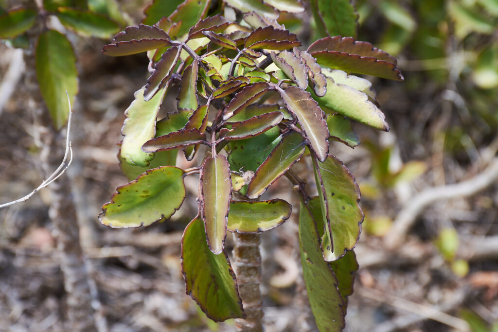 Kalanchoe pinnata - Maurice