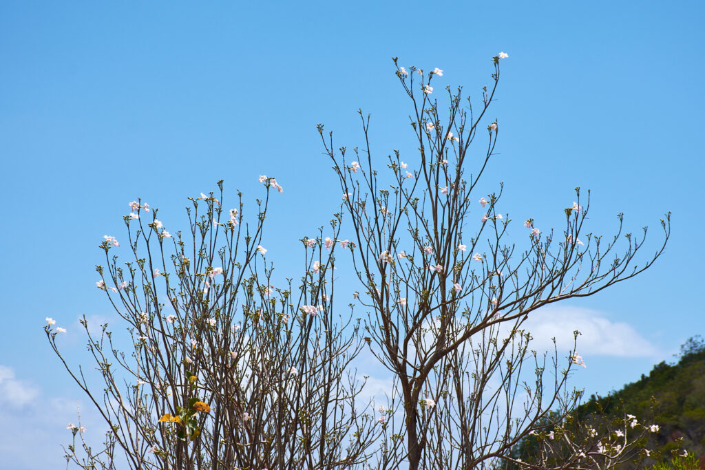 Tabebuia pallida - Maurice