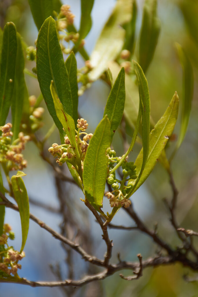 Dodonaea viscosa - Maurice