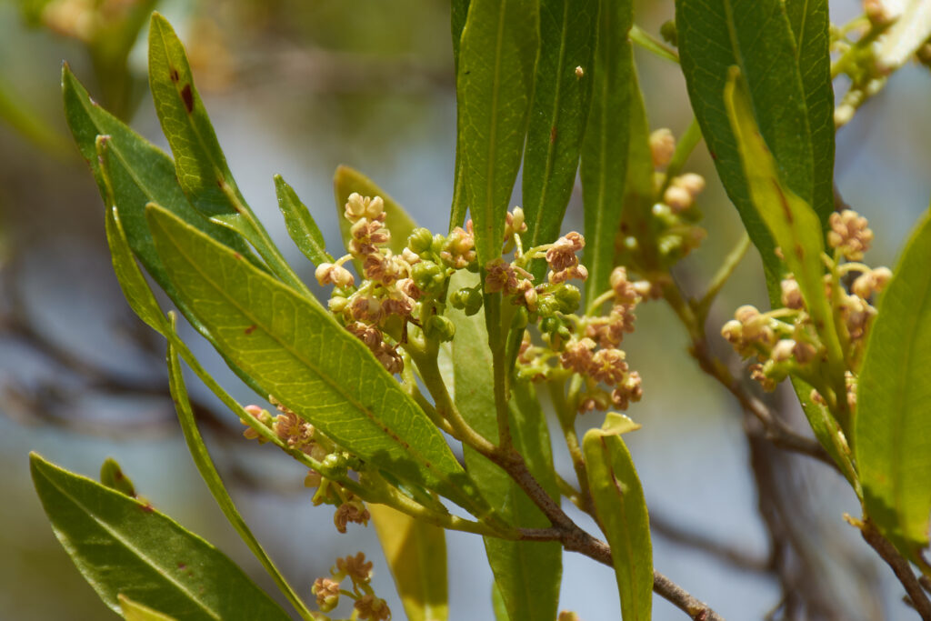 Dodonaea viscosa - Maurice
