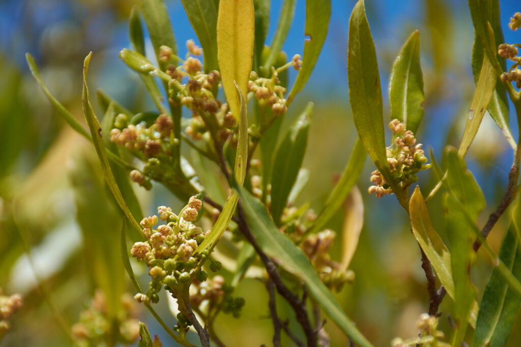 Dodonaea viscosa - Maurice