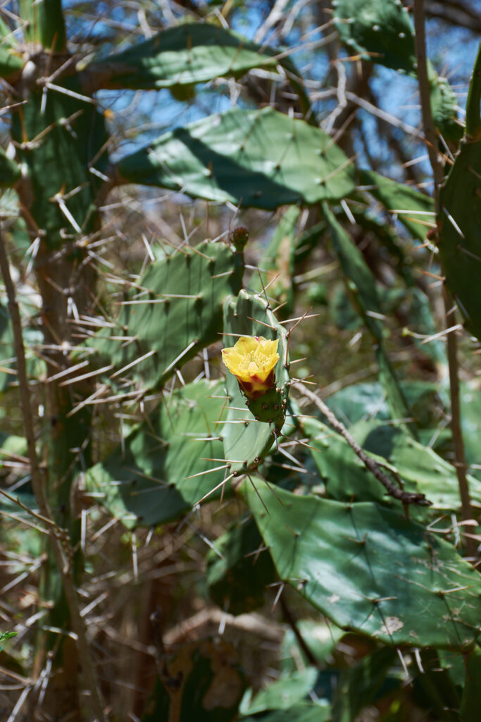 Opuntia monacantha - Maurice