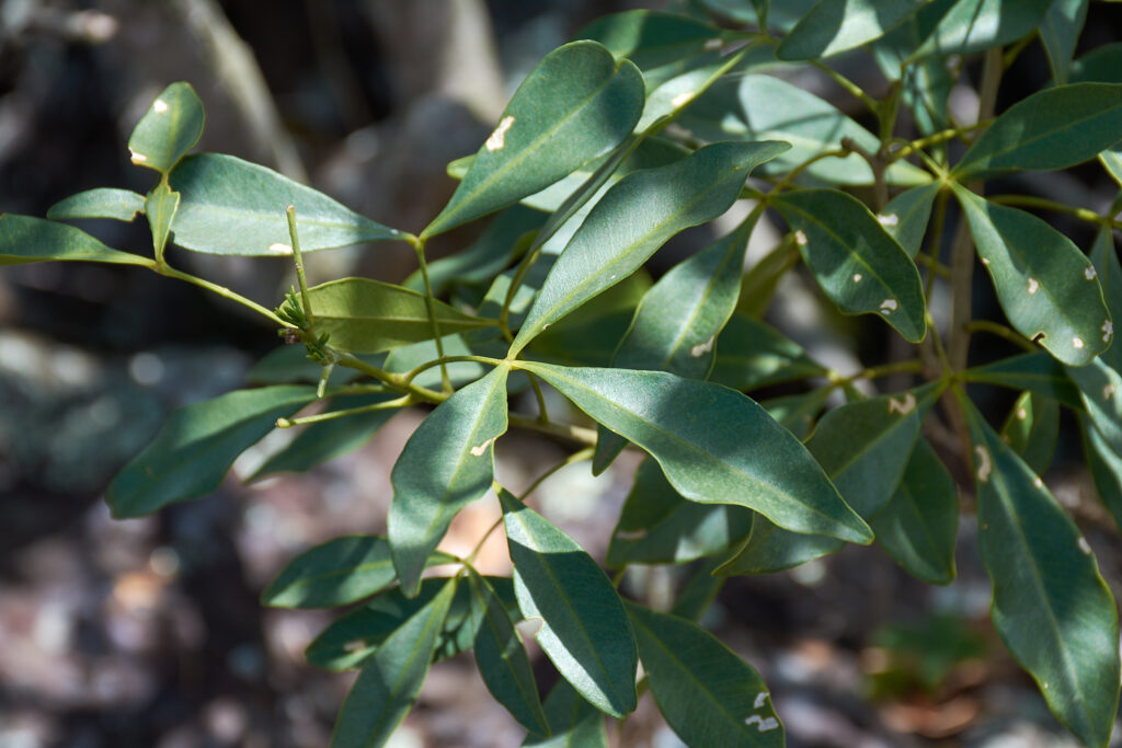 Vepris lanceolata - Maurice