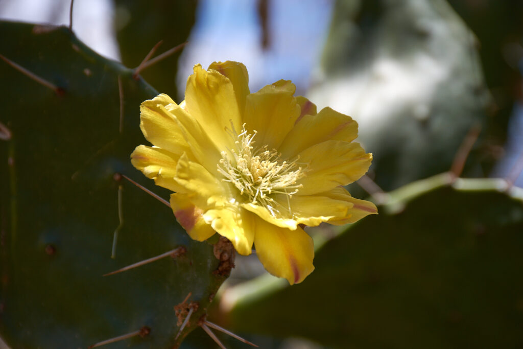 Opuntia monacantha - Maurice