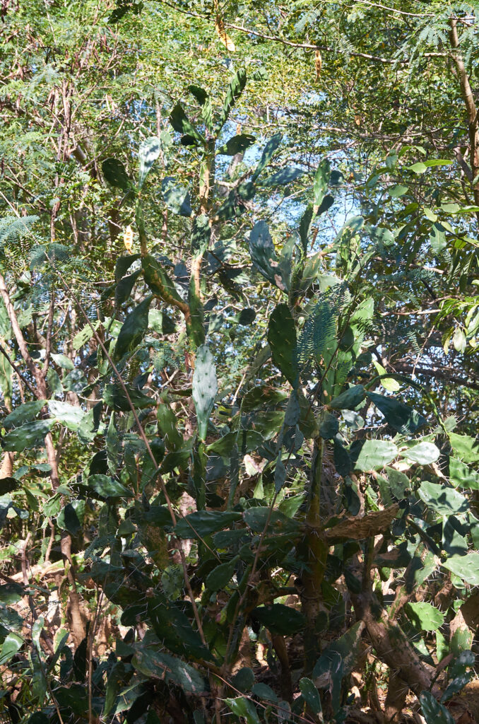 Opuntia monacantha - Maurice