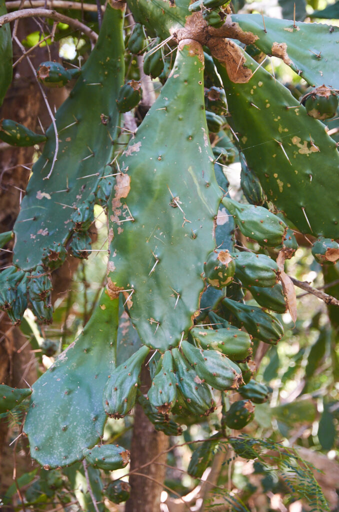 Opuntia monacantha - Maurice