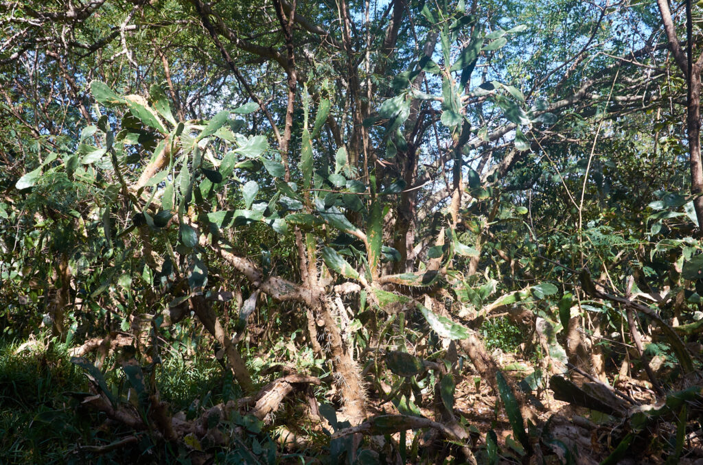 Opuntia monacantha - Maurice