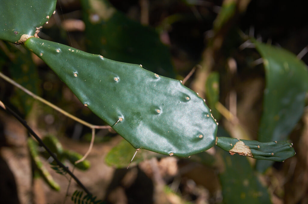 Opuntia monacantha - Maurice