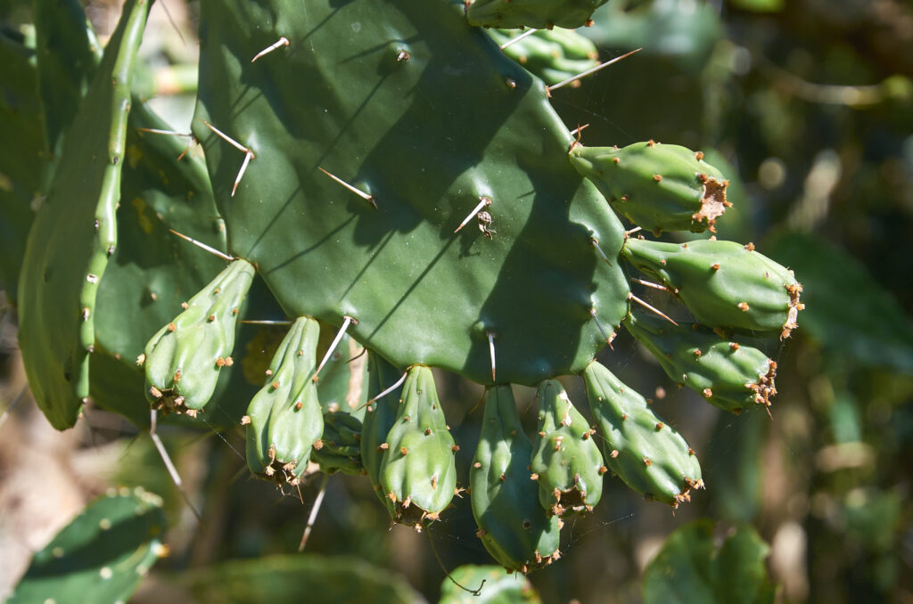 Opuntia monacantha - Maurice