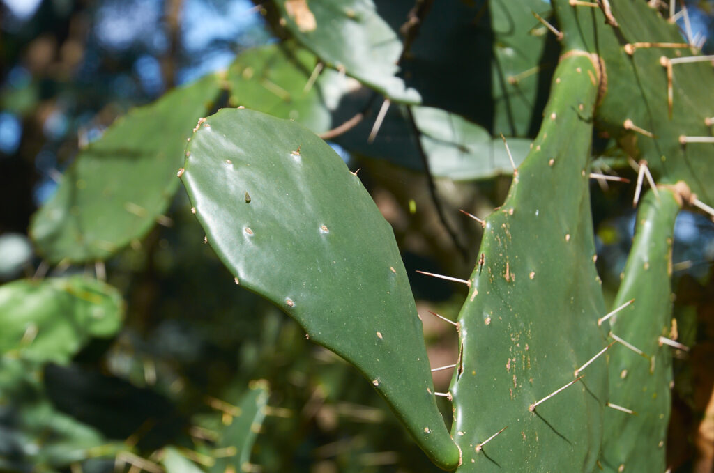 Opuntia monacantha - Maurice
