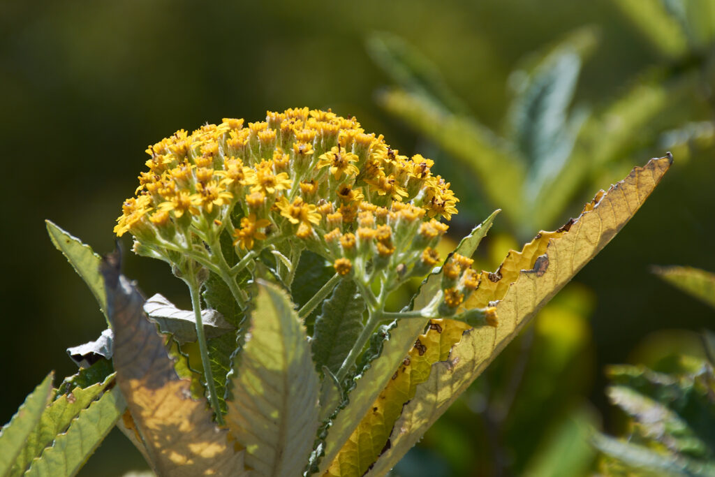 Senecio lamarckianus - Maurice