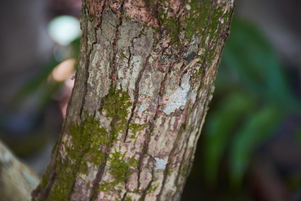 Tambourissa ficus - Maurice