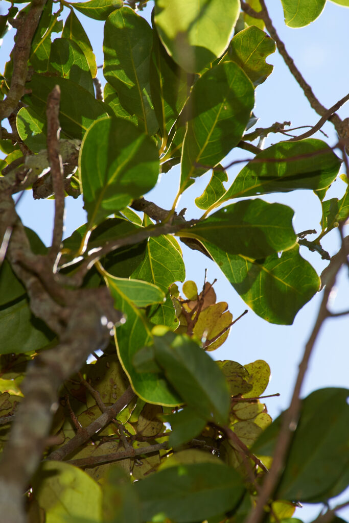 Tambourissa ficus - Maurice