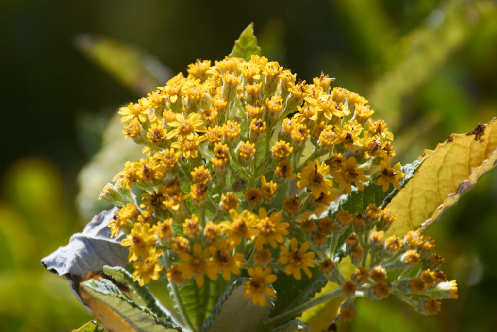Senecio lamarckianus - Maurice