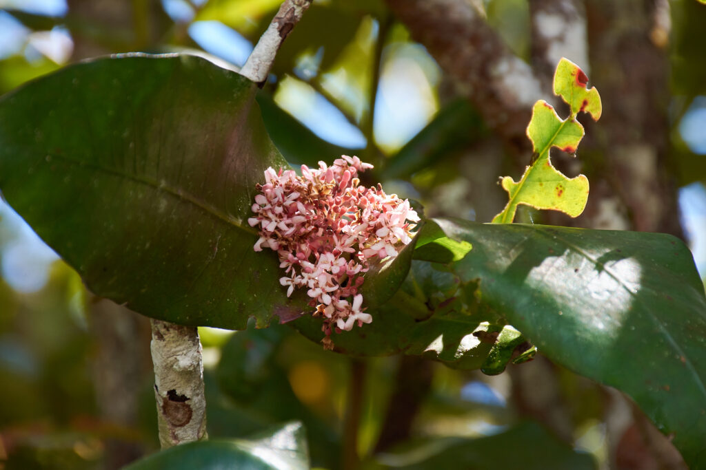 Ixora parviflora - Maurice