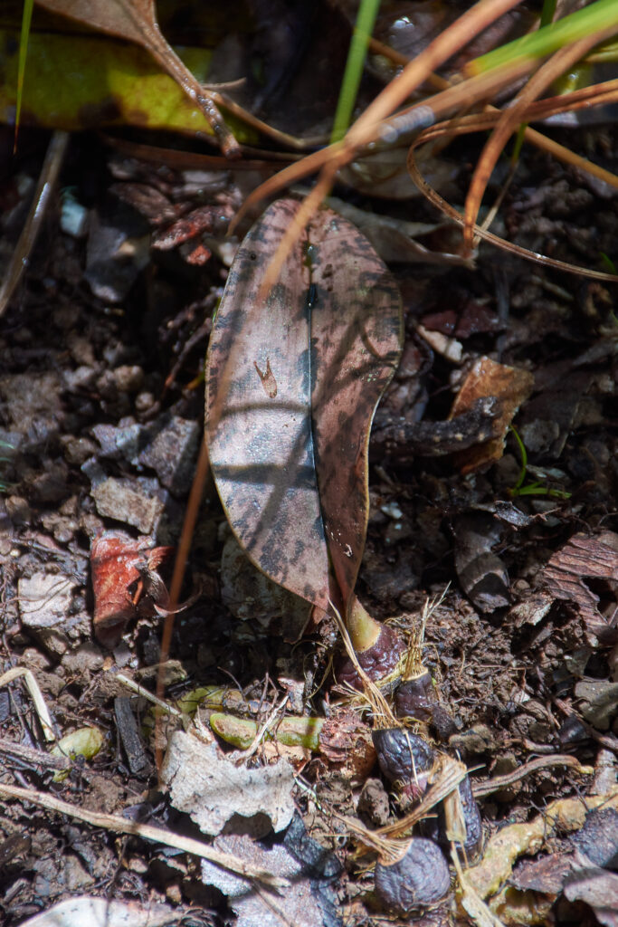 Eulophia maculata - Maurice