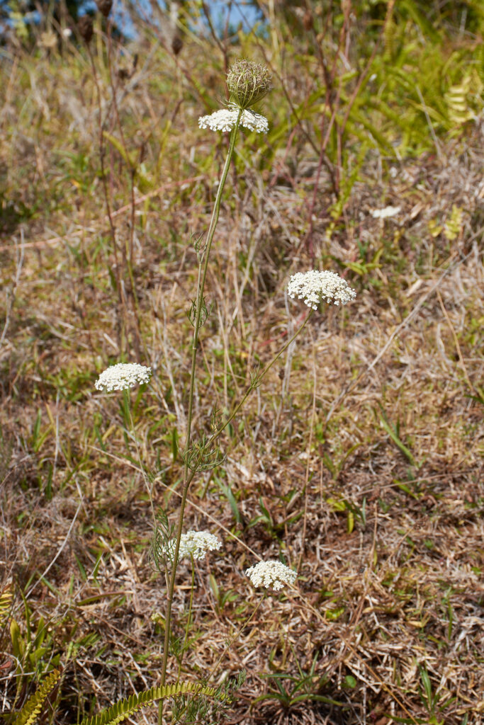 Daucus carota - Maurice