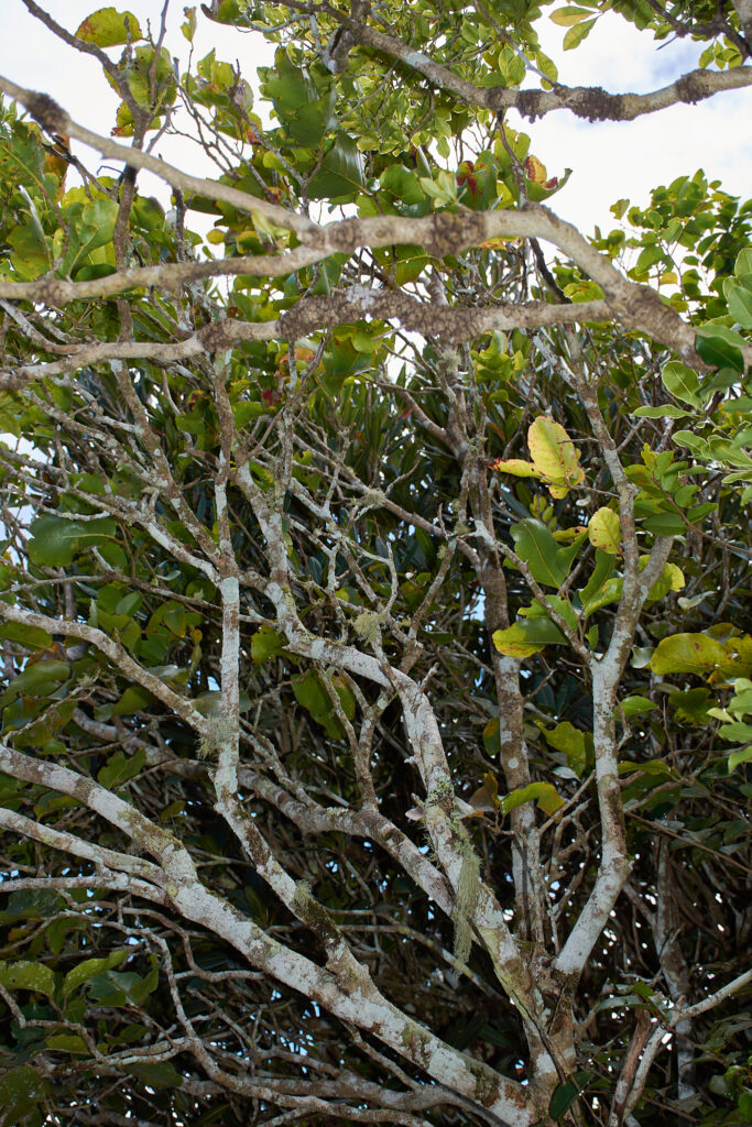 Homalium integrifolium - Maurice