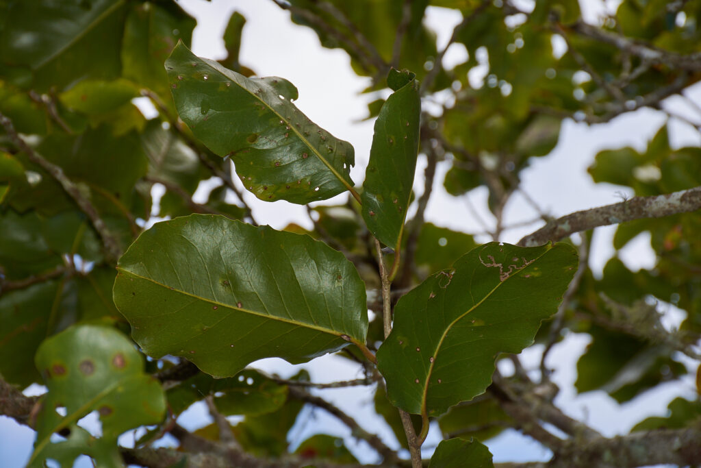 Homalium integrifolium - Maurice