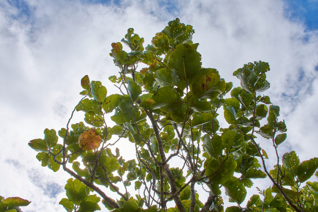 Homalium integrifolium - Maurice