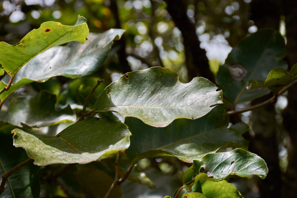 Homalium integrifolium - Maurice