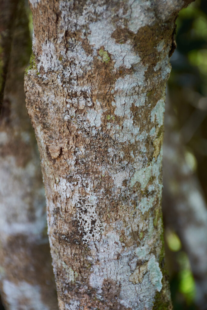 Homalium integrifolium - Maurice