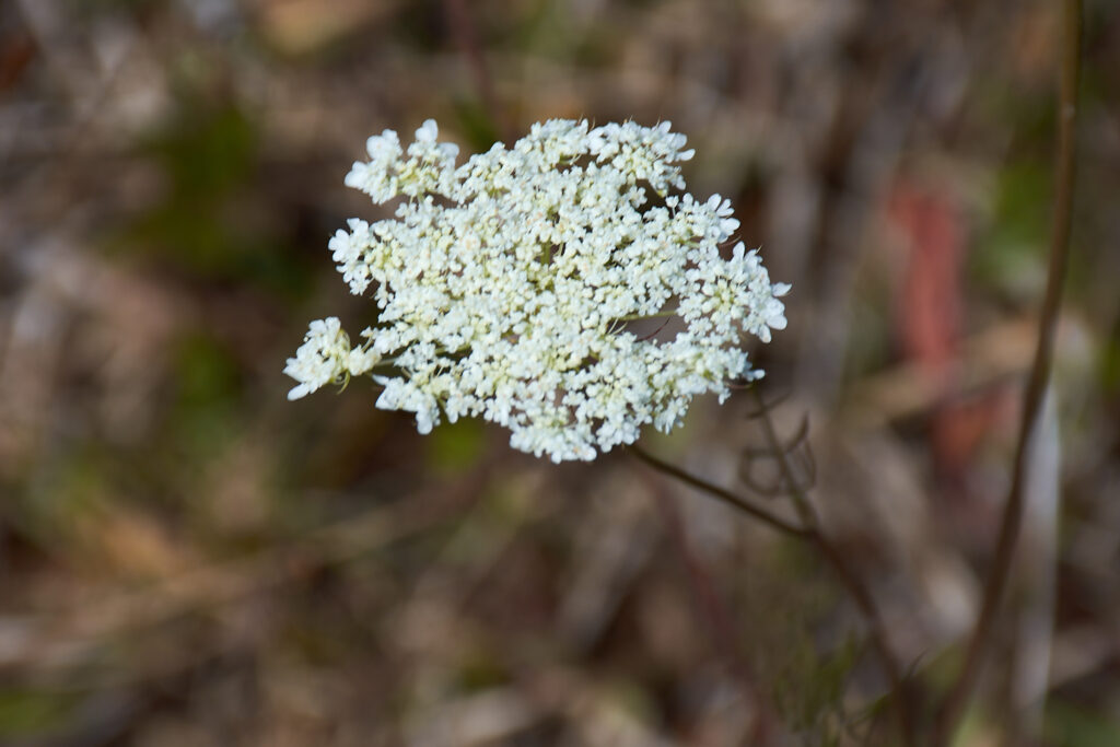 Daucus carota - Maurice