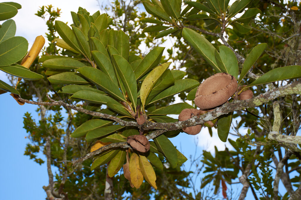 Tambourissa peltata - Maurice
