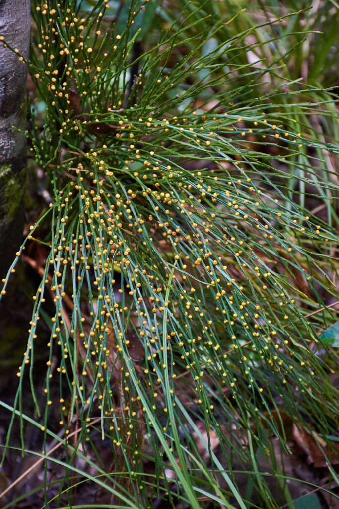 Psilotum nudum - Maurice