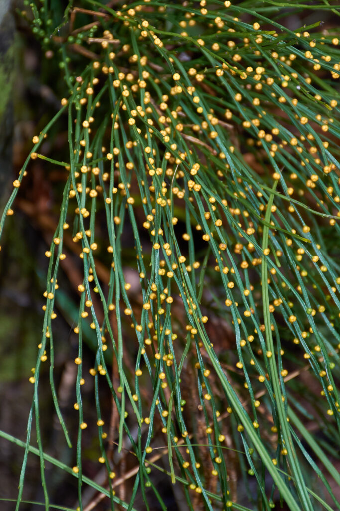 Psilotum nudum - Maurice